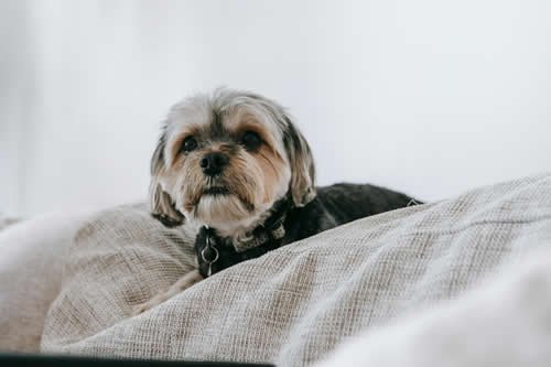 Biewer Terrier - Max